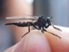 Neoitamus socius